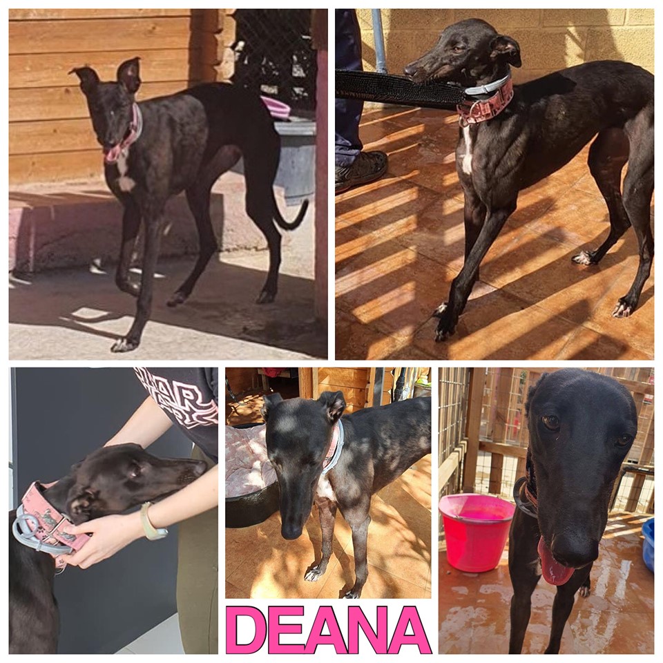 Deana main