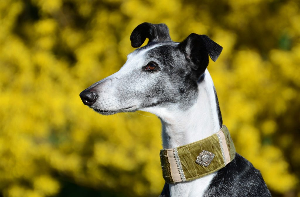 Galgo breed sales